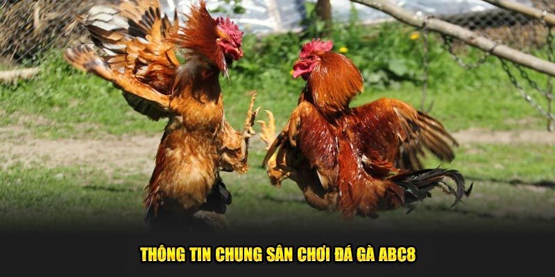 Tổng quan về sảnh đá gà ABC8 đầy hấp dẫn và thú vị